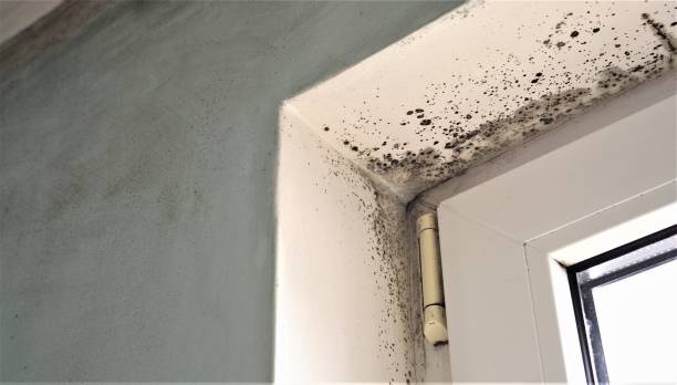 Best Commercial Mold Inspection  in China Grove, TX